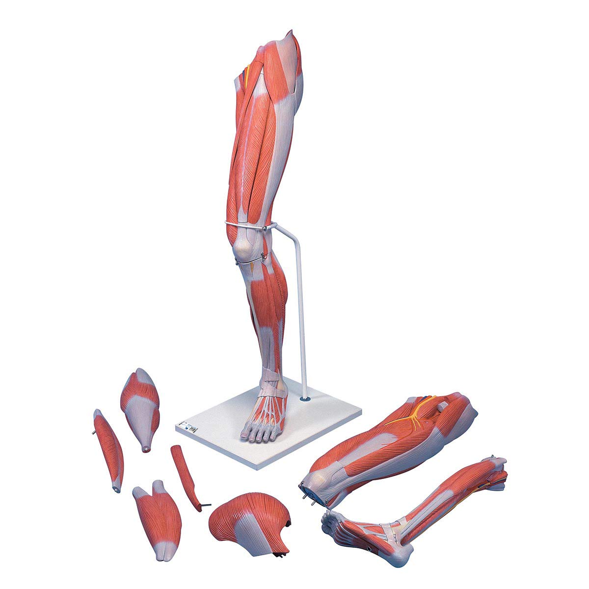 3B Scientific Human Anatomy - عضلات پا، 7 قسمت + برنامه رایگان آناتومی - 3B Smart Anatomy
