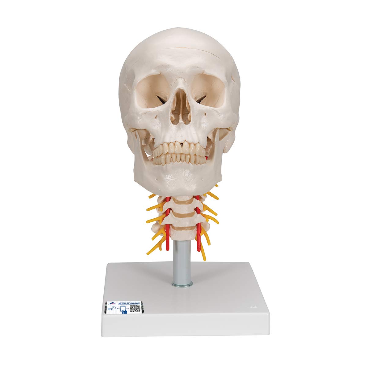 3B Scientific Human Anatomy - Human Skull Model "Classic" در ستون فقرات گردنی، 4 قسمت + برنامه رایگان آناتومی - 3B Smart Anatomy