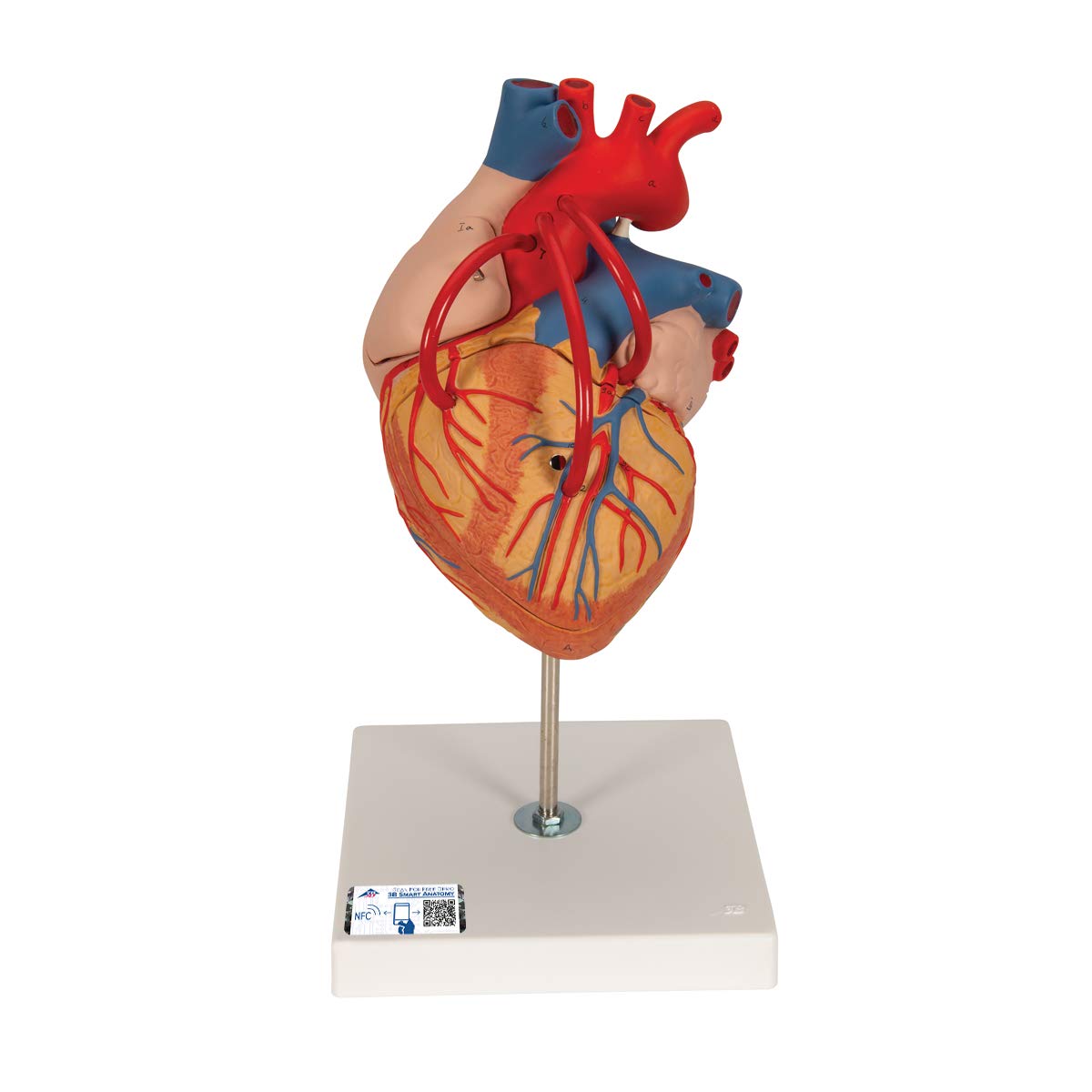 3B علمی آناتومی انسان - قلب با بای پس، اندازه 2 برابر، 4 قطعه + برنامه رایگان آناتومی - 3B Smart Anatomy، G06