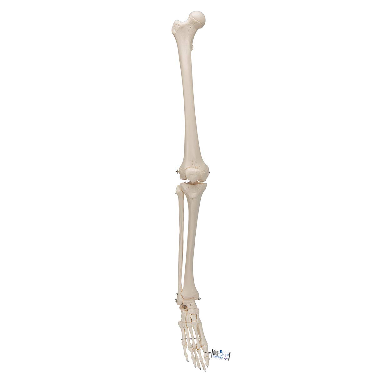 3B Scientific Human Anatomy - اسکلت پا با پا + برنامه رایگان آناتومی - 3B Smart Anatomy