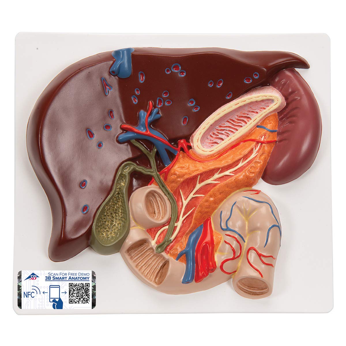 3B Scientific Human Anatomy - کبد با کیسه صفرا، پانکراس و دوازدهه + برنامه رایگان آناتومی - 3B Smart Anatomy