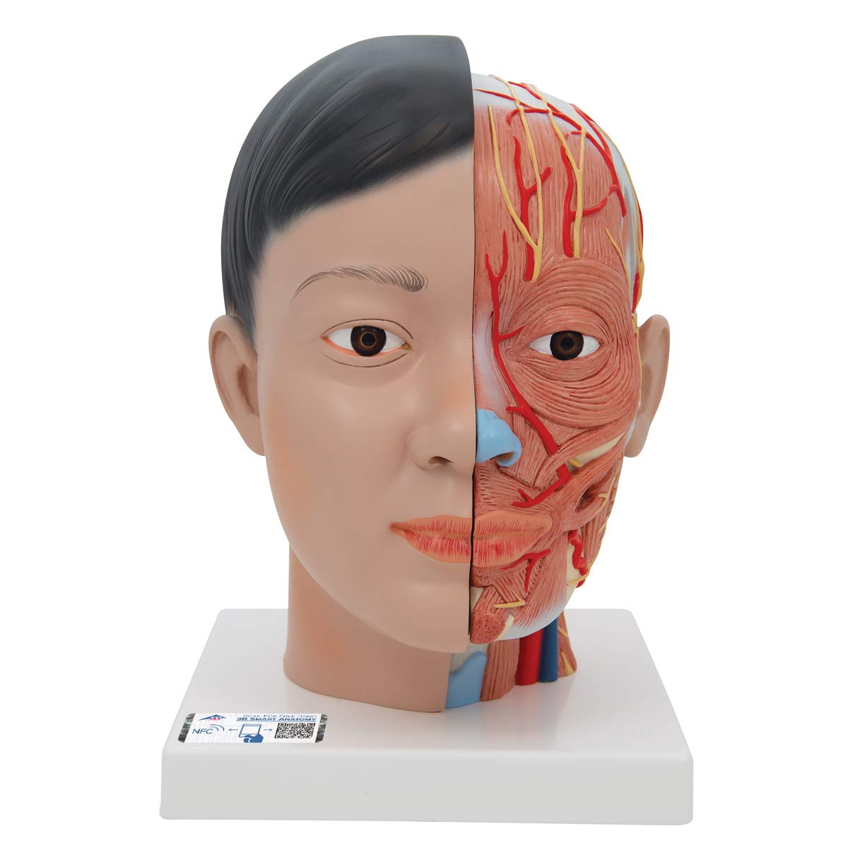 3B Scientific Human Anatomy - مدل سر آسیایی با گردن، 4 تکه + برنامه رایگان آناتومی - 3B Smart Anatomy