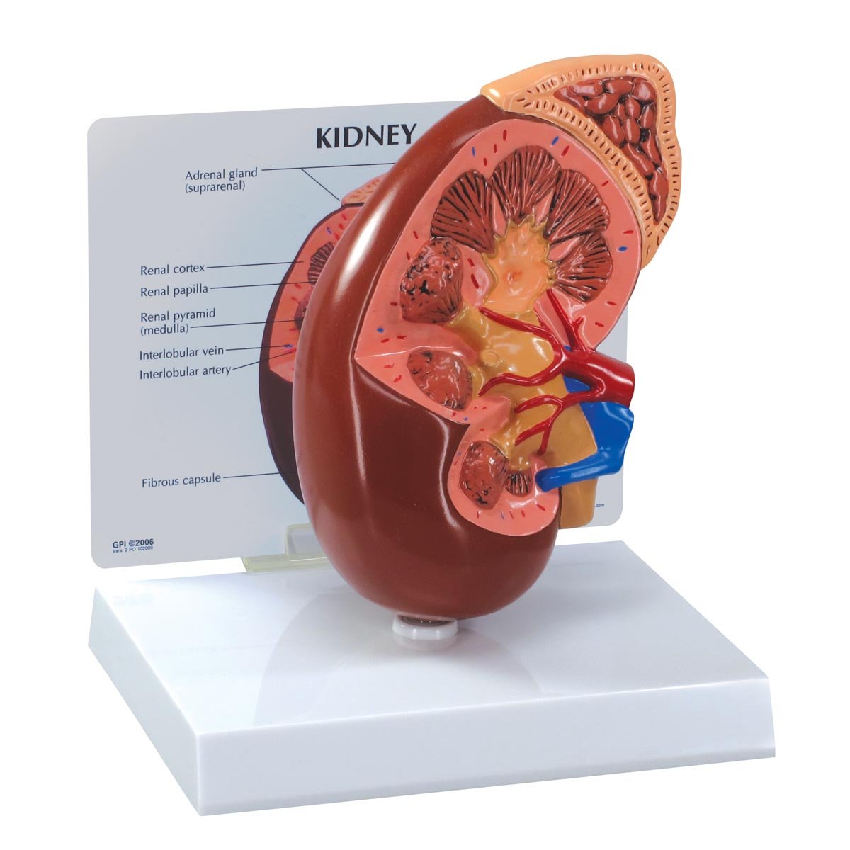 GPI Anatomicals 3250 Kidney Model