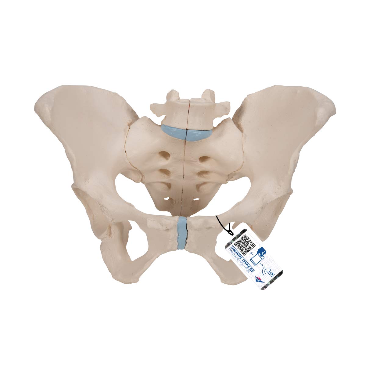 مدل تشریحی لگن زنانه 3B Scientific، 3 تکه به همراه اپلیکیشن رایگان 3B Smart Anatomy