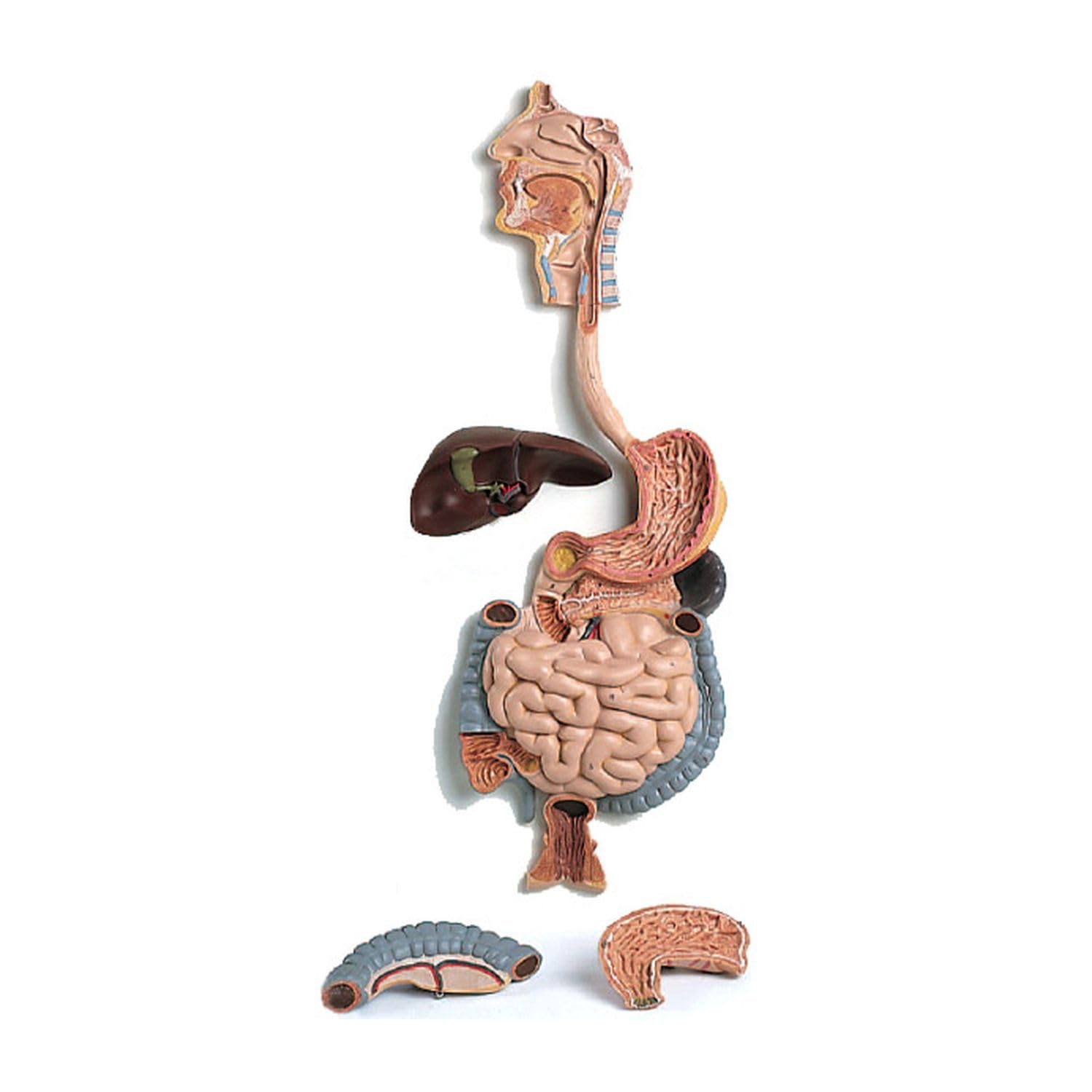 3B Scientific Human Anatomy - دستگاه گوارش، 2 قسمت + برنامه رایگان آناتومی - 3B Smart Anatomy