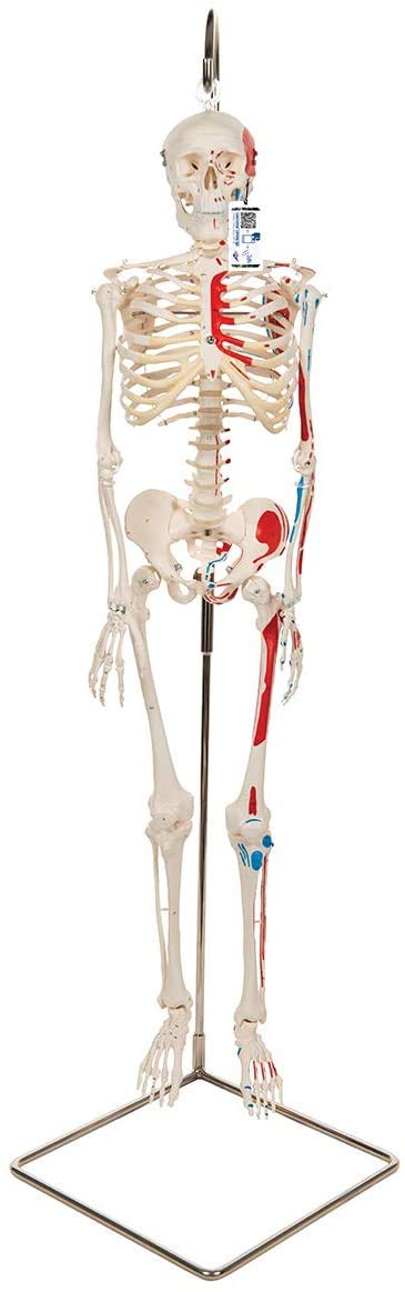 3B Scientific Human Anatomy - مدل اسکلت کوچک با نقاشی ماهیچه ای روی پایه آویزان + برنامه رایگان آناتومی - 3B Smart Anatomy، A18/6