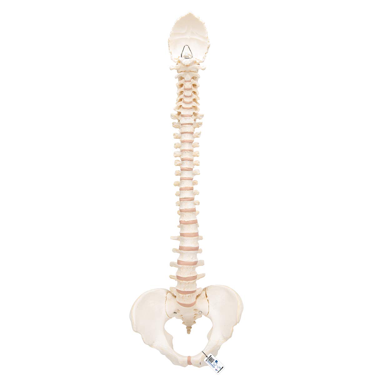 3B Scientific Human Anatomy - BONElike™ Spine + برنامه رایگان آناتومی - 3B Smart Anatomy