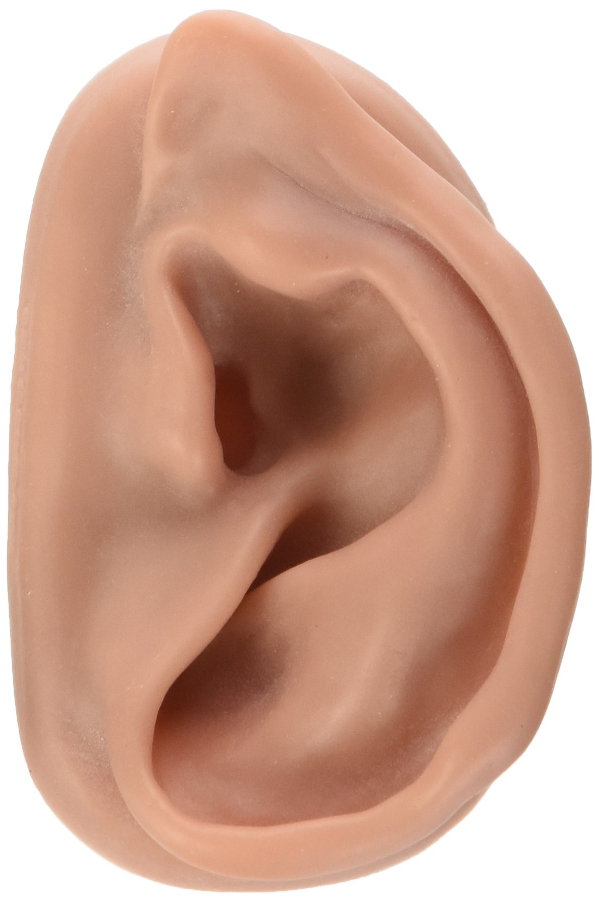 مدل طب سوزنی گوش راست 3B Scientific N15/1R