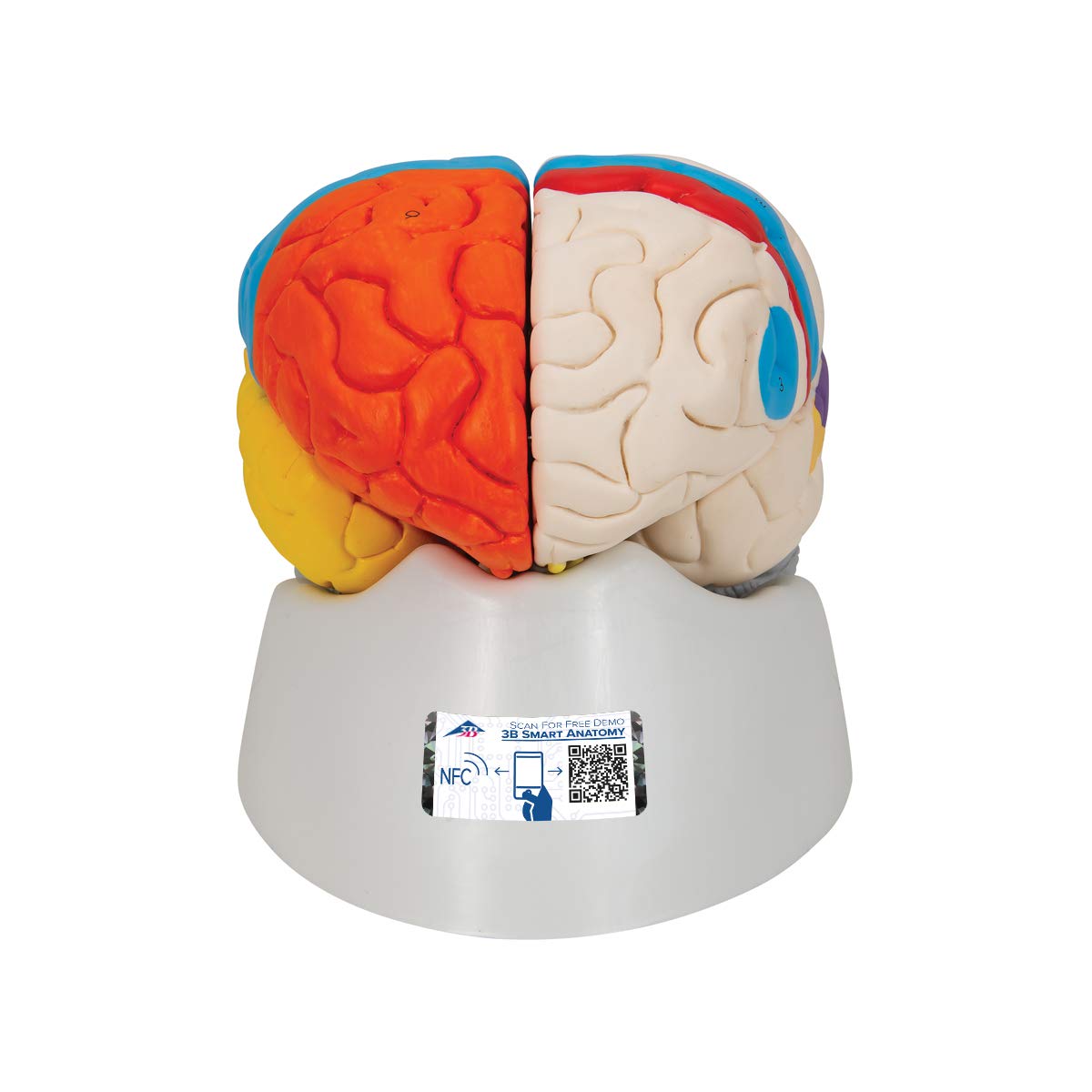 3B علمی آناتومی انسان - مدل عملکرد مغز، 8 قطعه + برنامه رایگان آناتومی - 3B Smart Anatomy