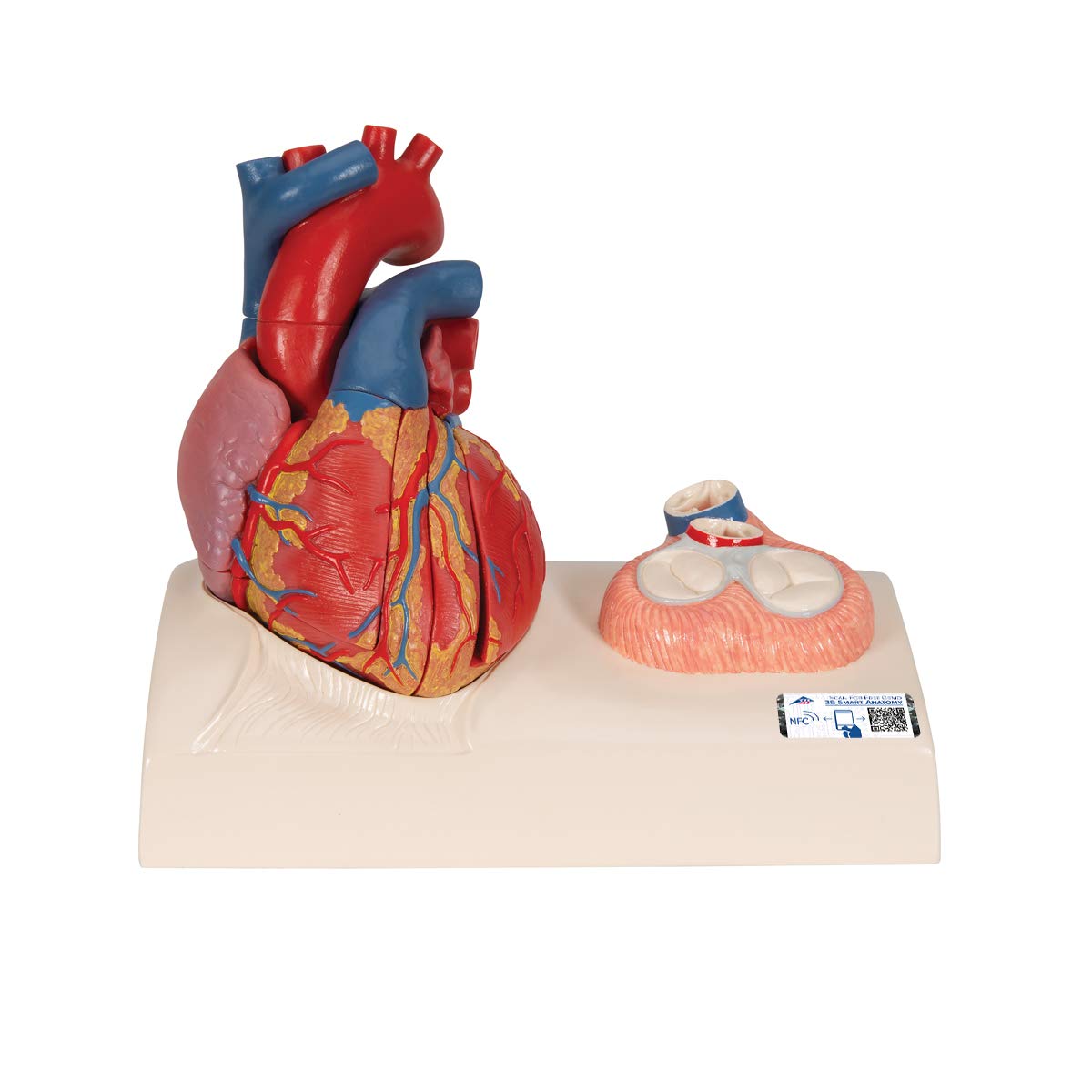 3B Scientific Human Anatomy - مدل قلب در اندازه واقعی با اتصالات مغناطیسی، 5 قطعه + برنامه رایگان آناتومی - 3B Smart Anatomy