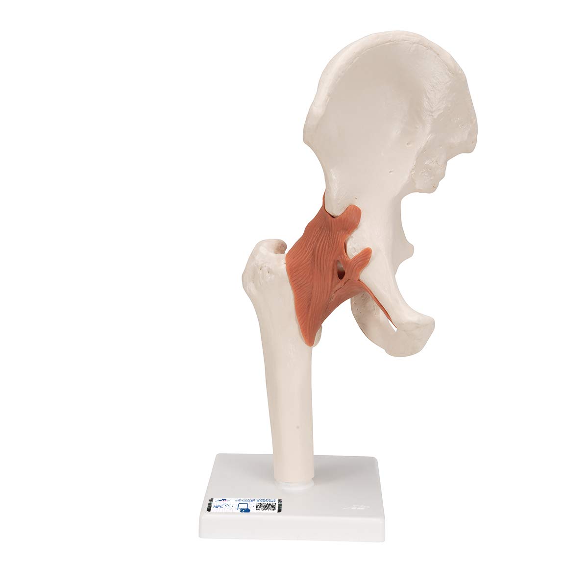 3B Scientific Human Anatomy - مدل عملکردی مفصل ران + برنامه رایگان آناتومی - 3B Smart Anatomy، A81