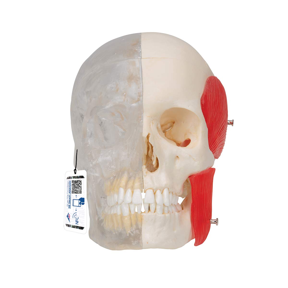 مدل جمجمه انسان 3B Scientific A282 Bonelike، نیمه شفاف و نیمی از استخوان، 8 قطعه + برنامه رایگان آناتومی - 3B Smart Anatomy
