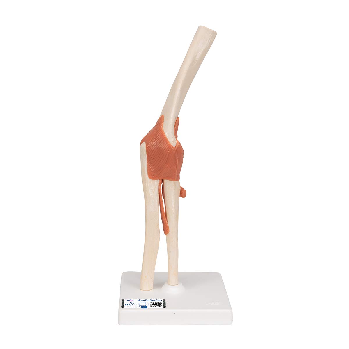 3B Scientific Human Anatomy - مدل عملکردی مفصل آرنج لوکس + برنامه رایگان آناتومی - 3B Smart Anatomy