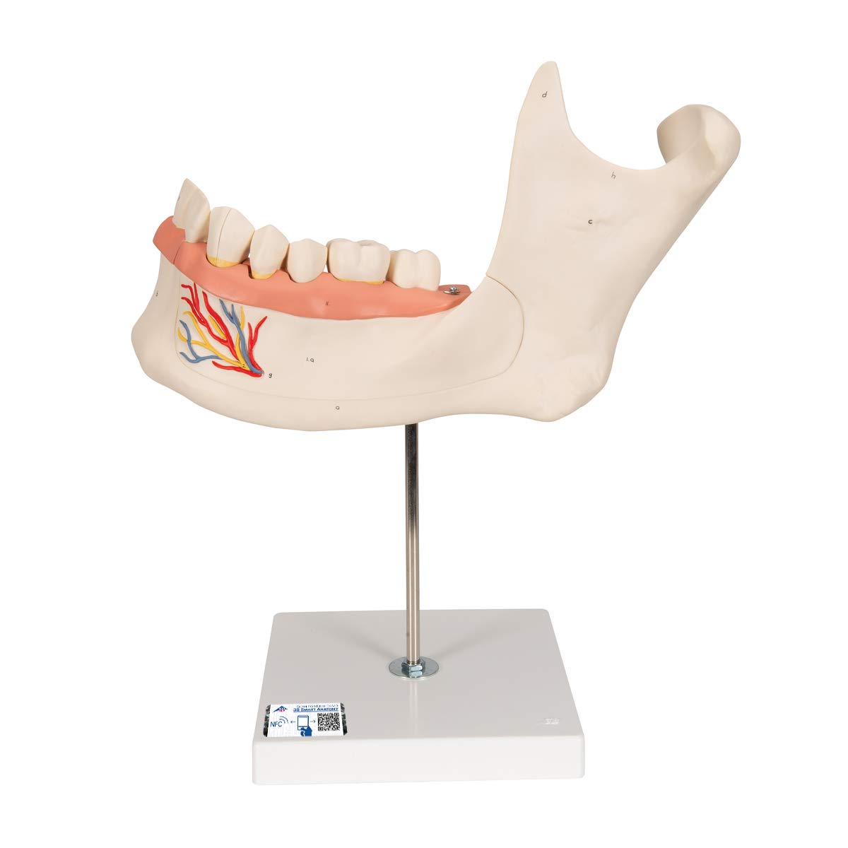 مدل تشریحی نیمه فک پایین انسان 3B Scientific، اندازه 3 برابر طبیعی، 6 تکه + اپلیکیشن رایگان 3B Smart Anatomy
