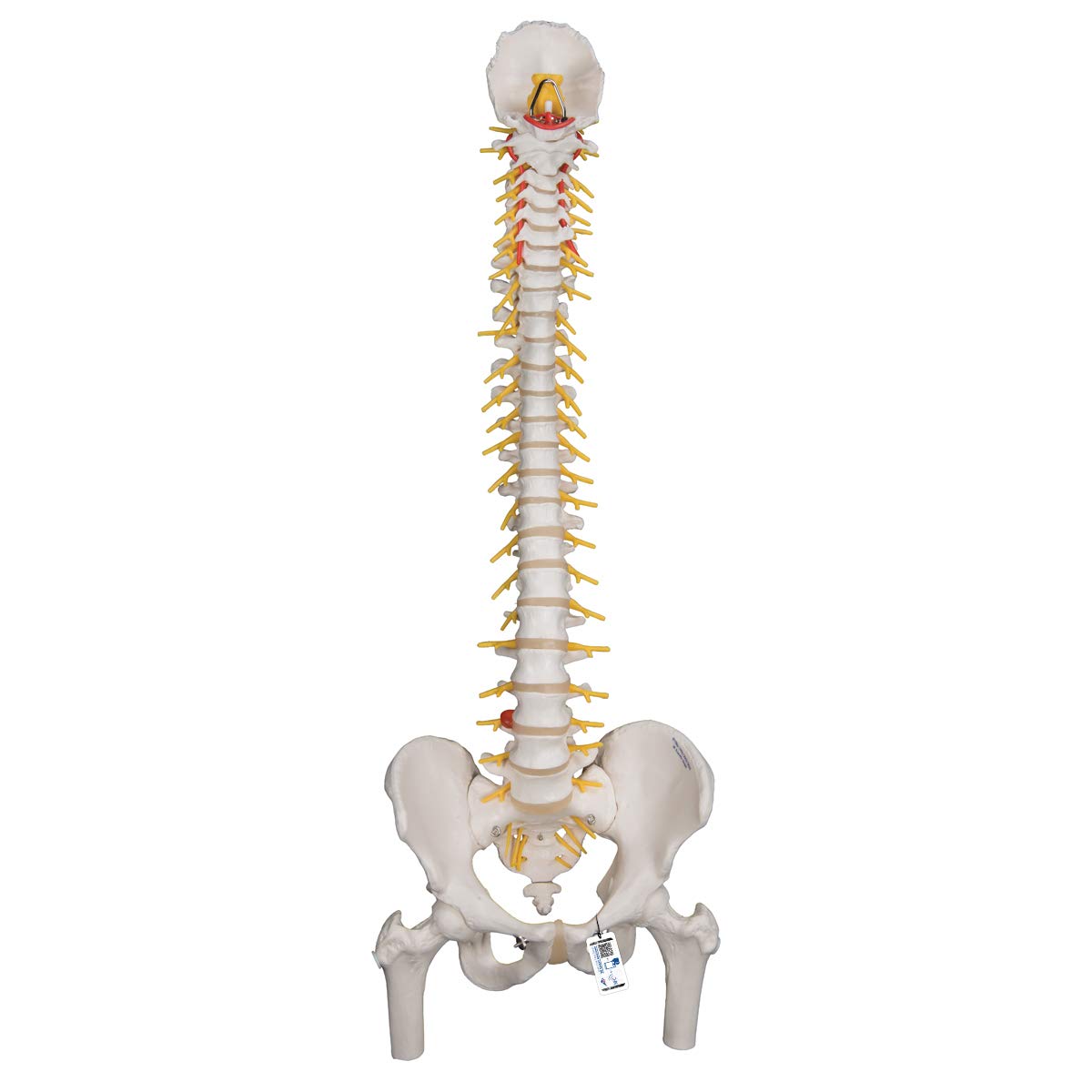3B Scientific Human Anatomy - مدل ستون فقرات انعطاف پذیر لوکس با کنده های استخوان ران + برنامه رایگان آناتومی - 3B Smart Anatomy