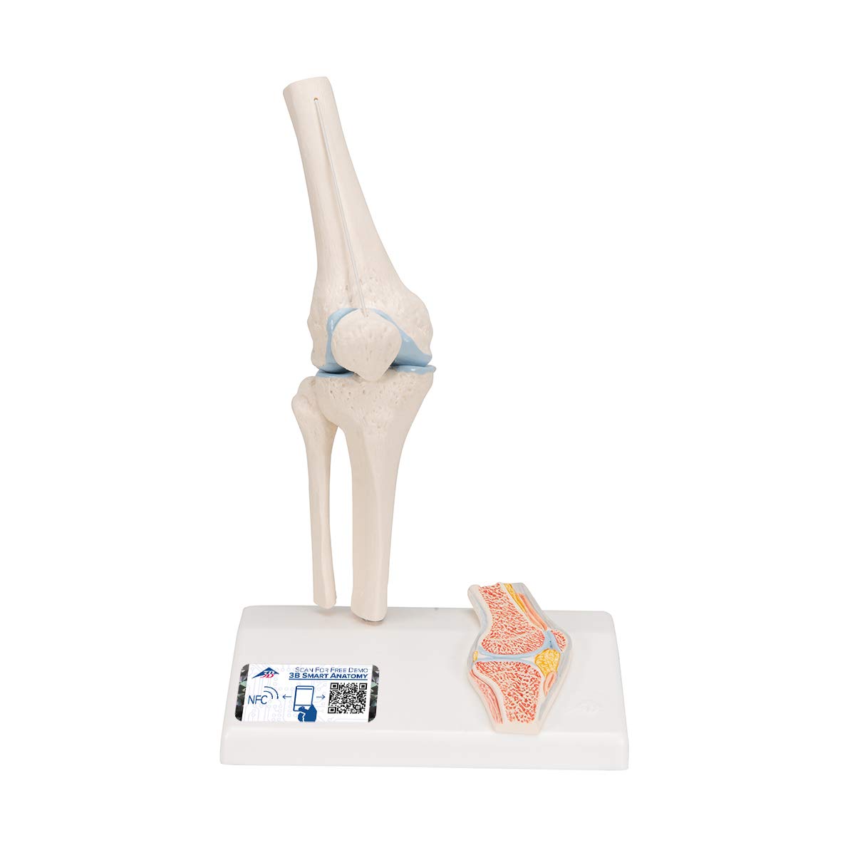 3B Scientific Human Anatomy - مدل مفصل زانو با مقطع کوچک + برنامه رایگان آناتومی - 3B Smart Anatomy، A85/1