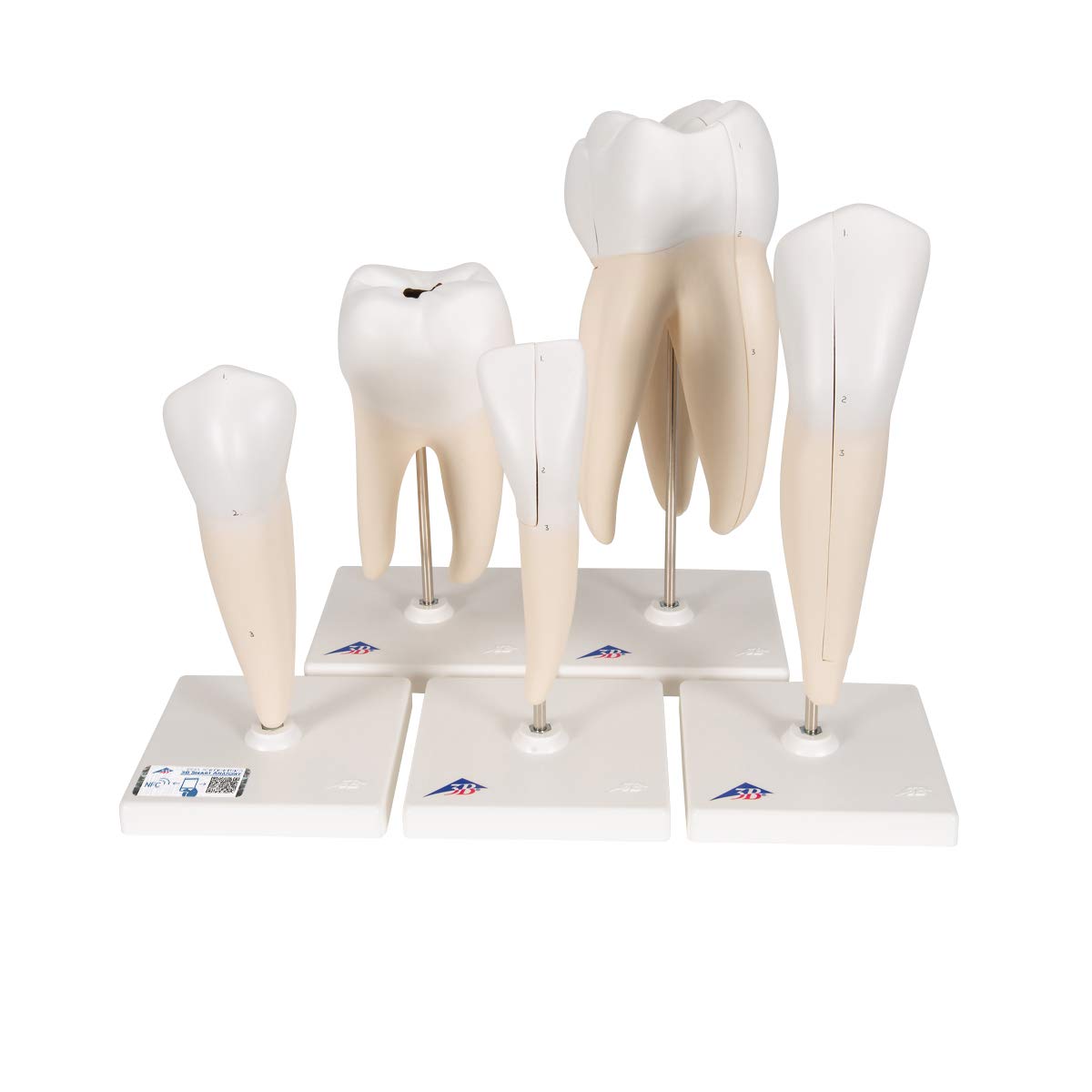 سری مدل‌های تشریحی دندان 3B Scientific (بسته 5 عددی) + اپلیکیشن رایگان 3B Smart Anatomy، مدل D10، متوسط