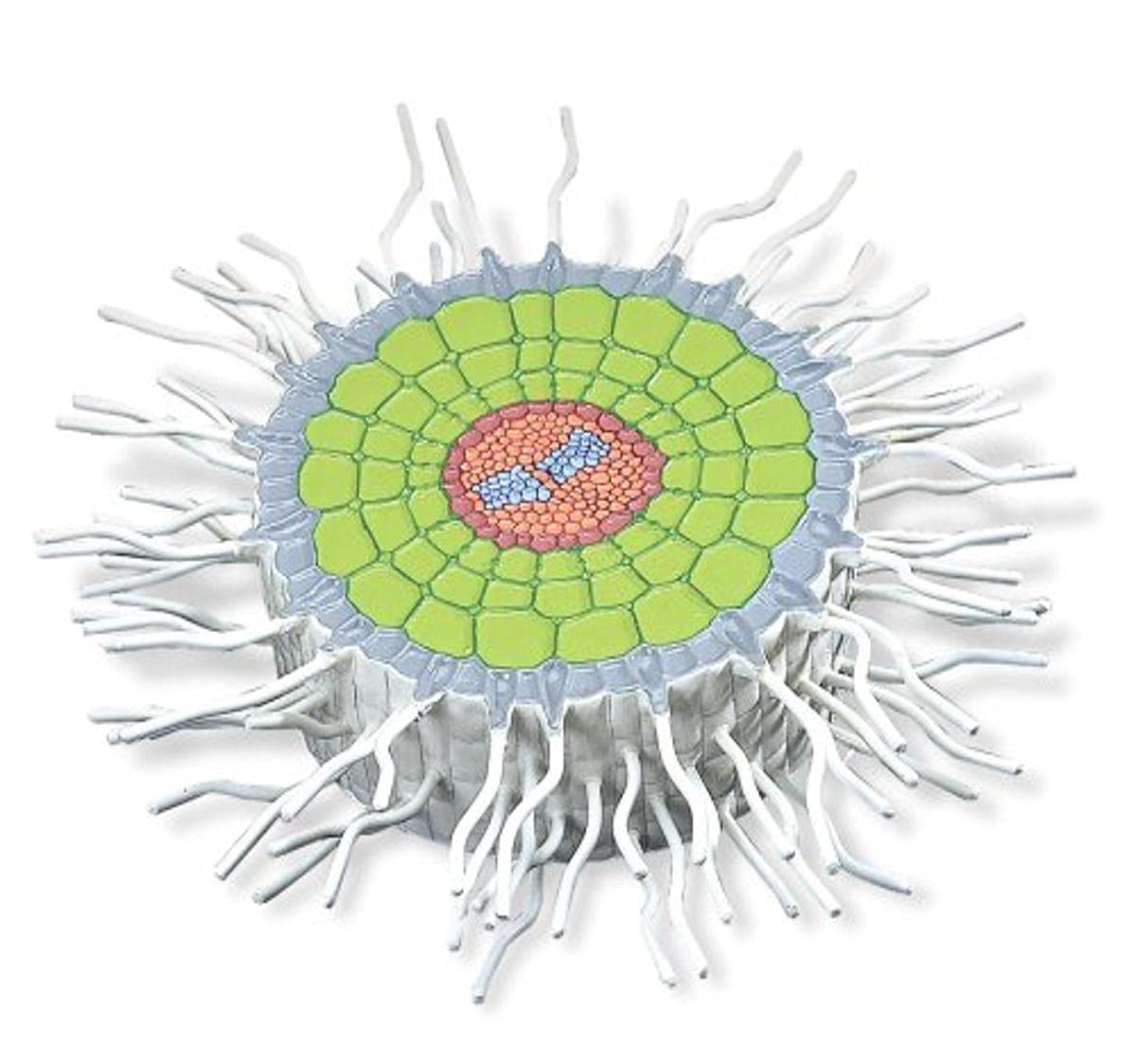 مدل تشریحی خردل سفید ریشه مقطع علمی 3B (Sinapis alba)