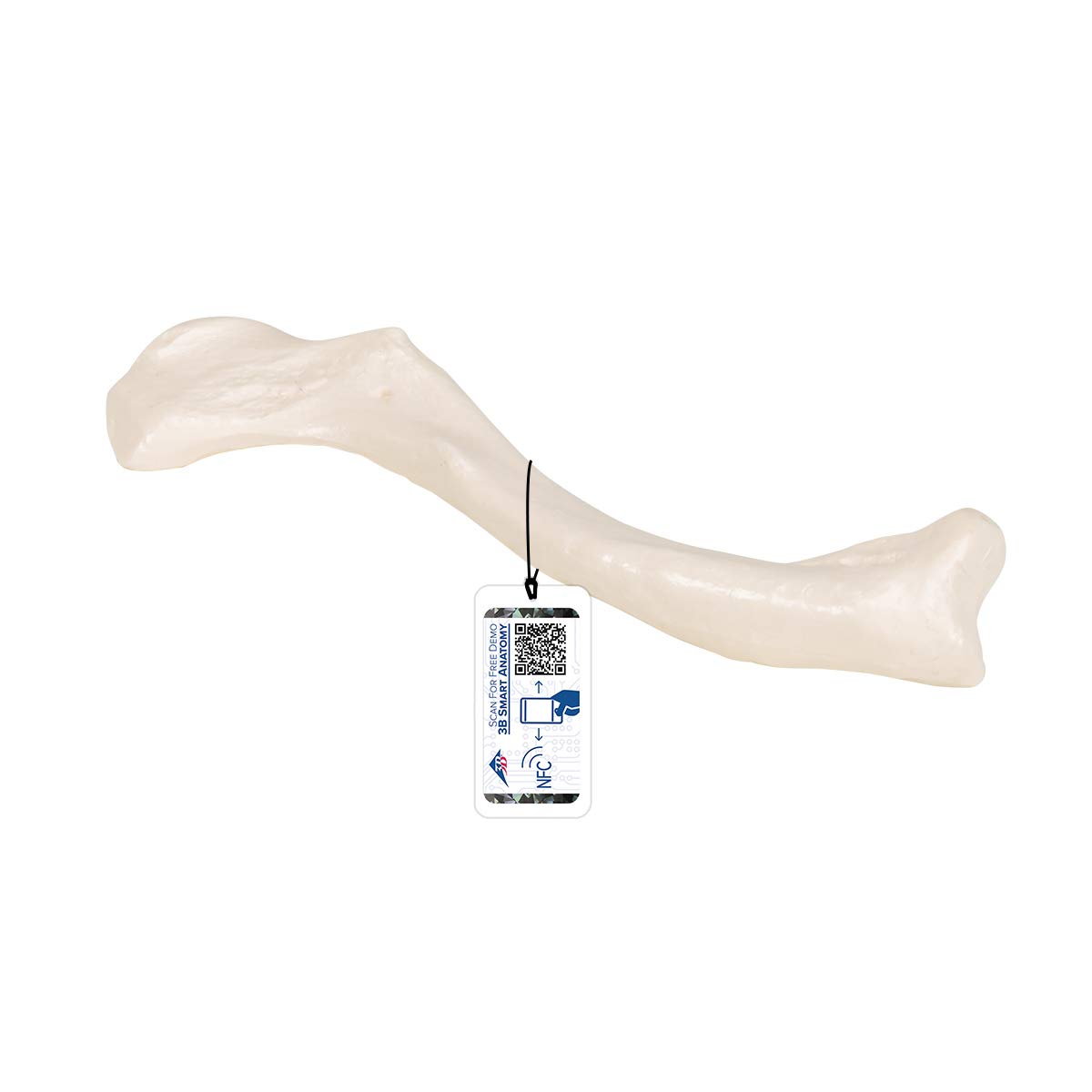 3B Scientific Human Anatomy - ترقوه + برنامه رایگان آناتومی - 3B Smart Anatomy