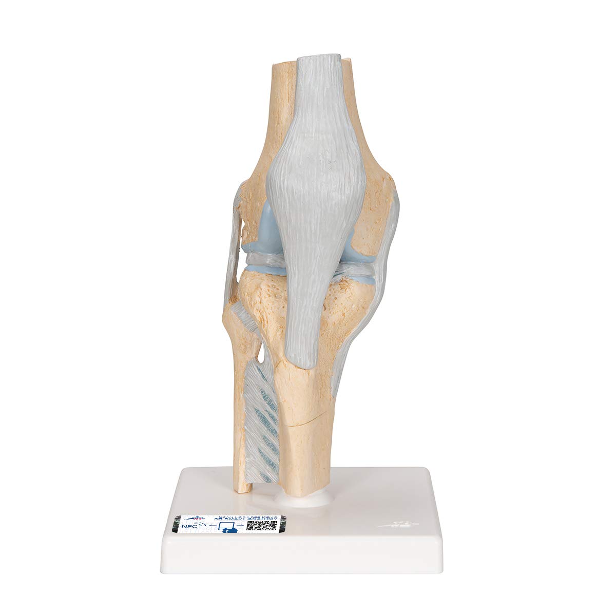 3B علمی آناتومی انسان - مدل بخش مشترک زانو، 3 قطعه + برنامه رایگان آناتومی - 3B Smart Anatomy