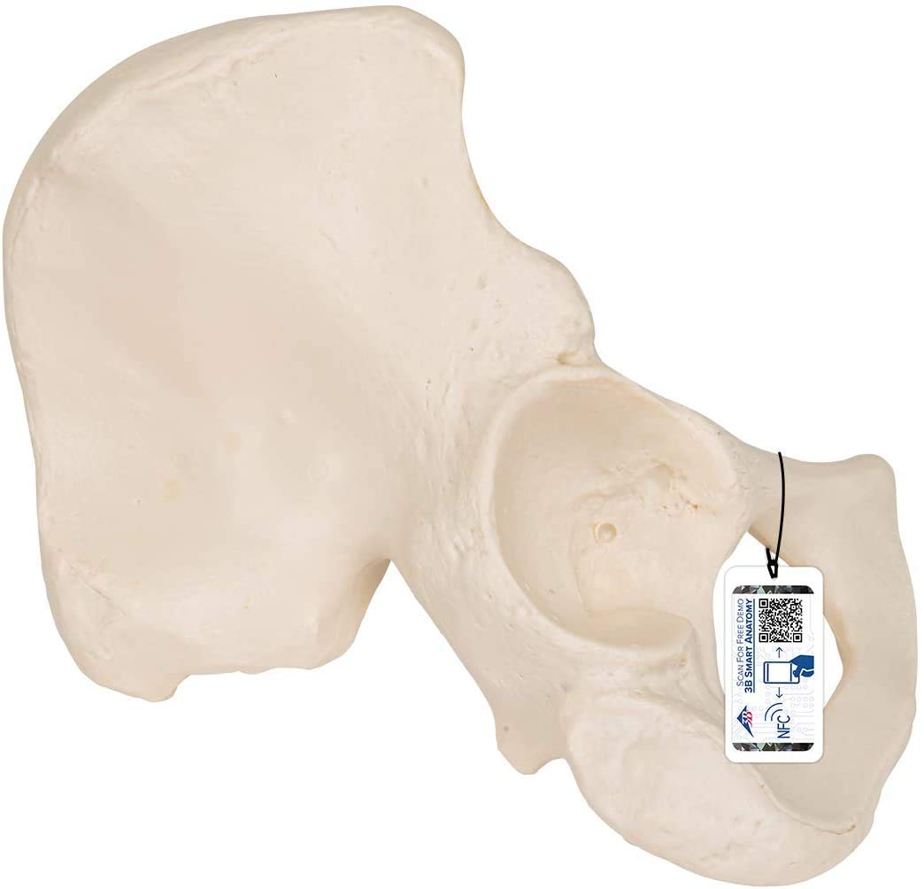 3B Scientific Human Anatomy - مدل استخوان لگن + برنامه رایگان آناتومی - 3B Smart Anatomy