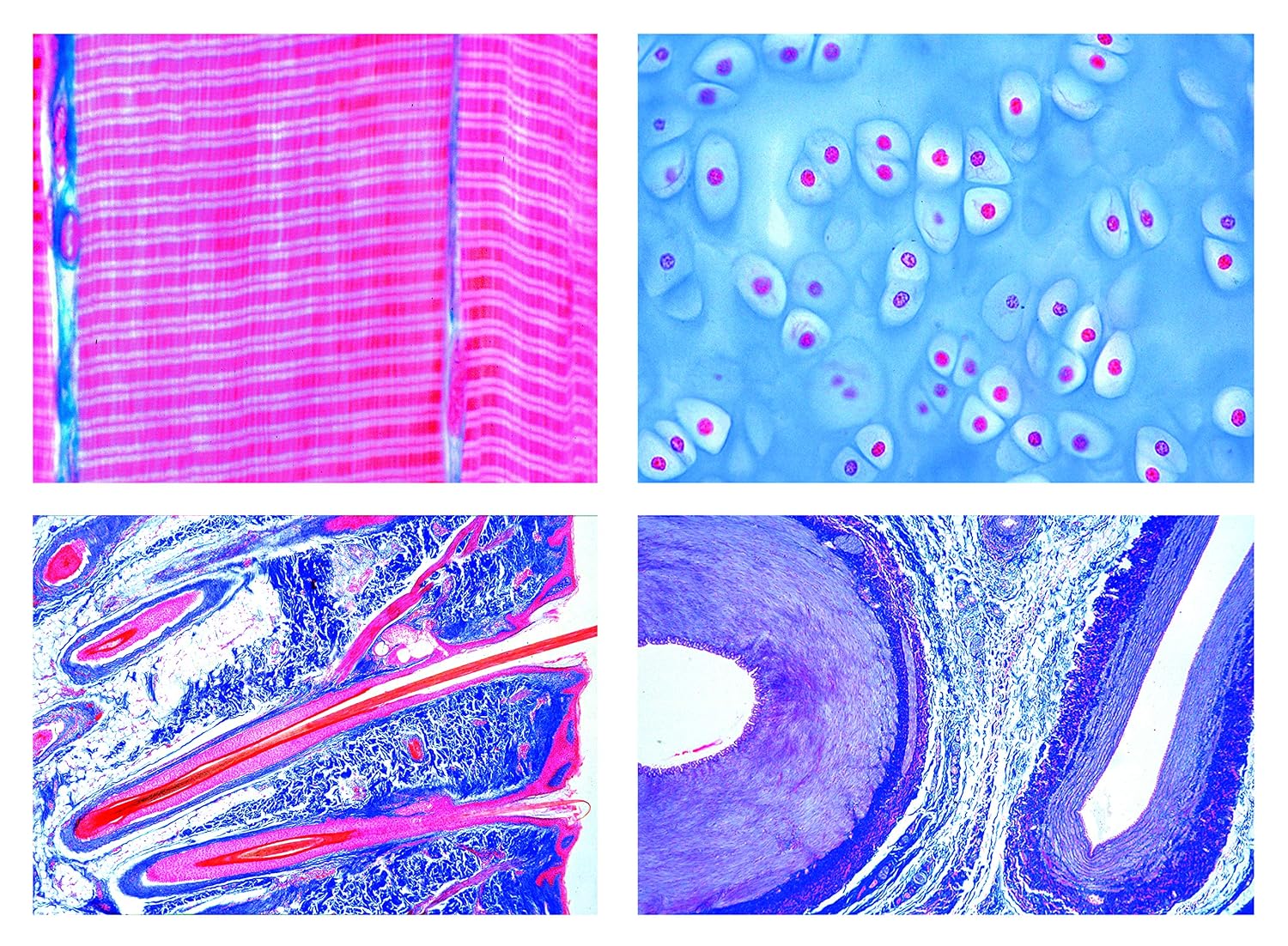 مجموعه تشریحی میکروسکوپی بافت‌شناسی پستانداران (Histologie der Säugetiere) – سری پایه شامل 25 پریپارات آماده