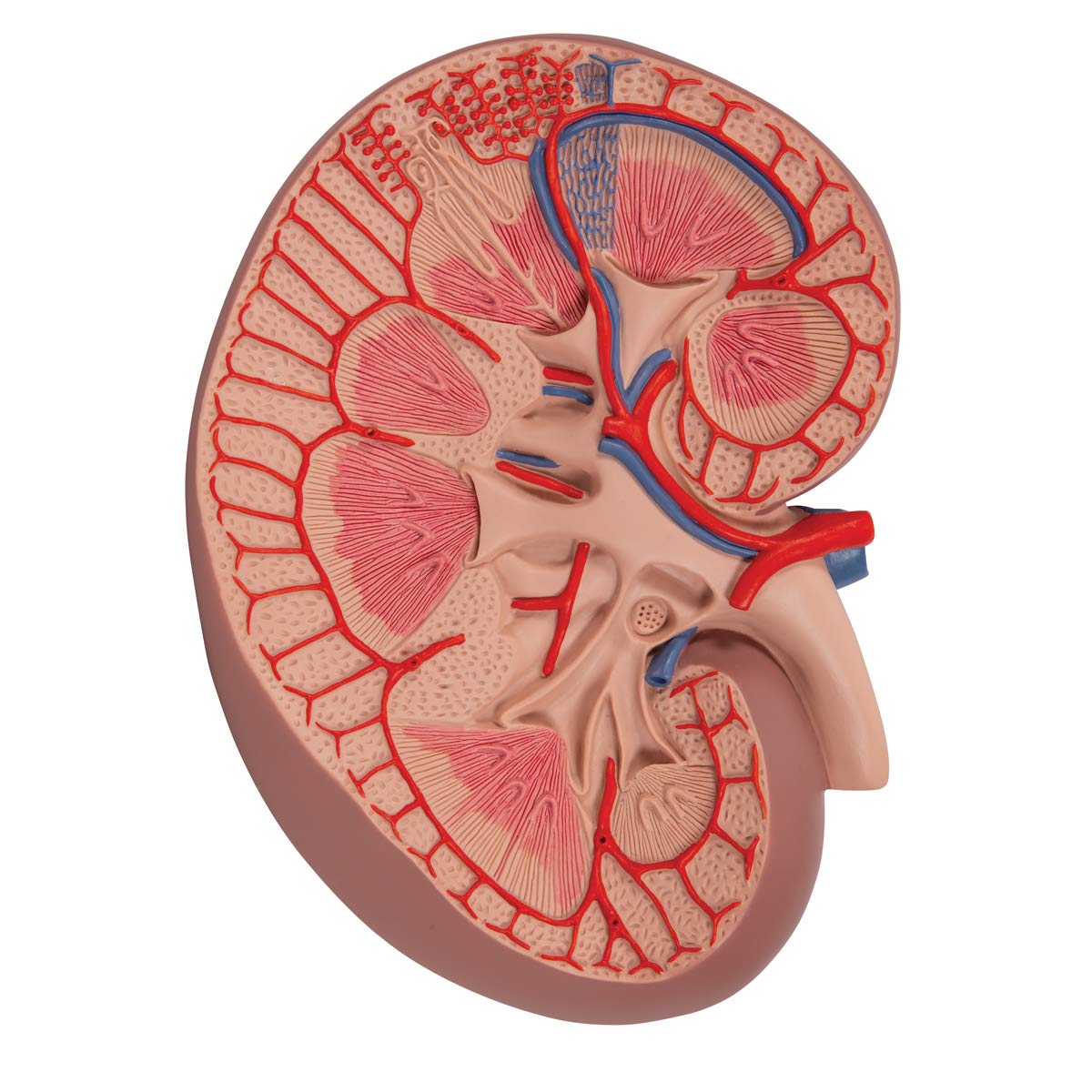 مدل تشریحی برش کلیه نسخه پایه 3B Scientific با اندازه 3 برابر بزرگتر از اندازه طبیعی، به همراه اپلیکیشن رایگان 3B Smart Anatomy