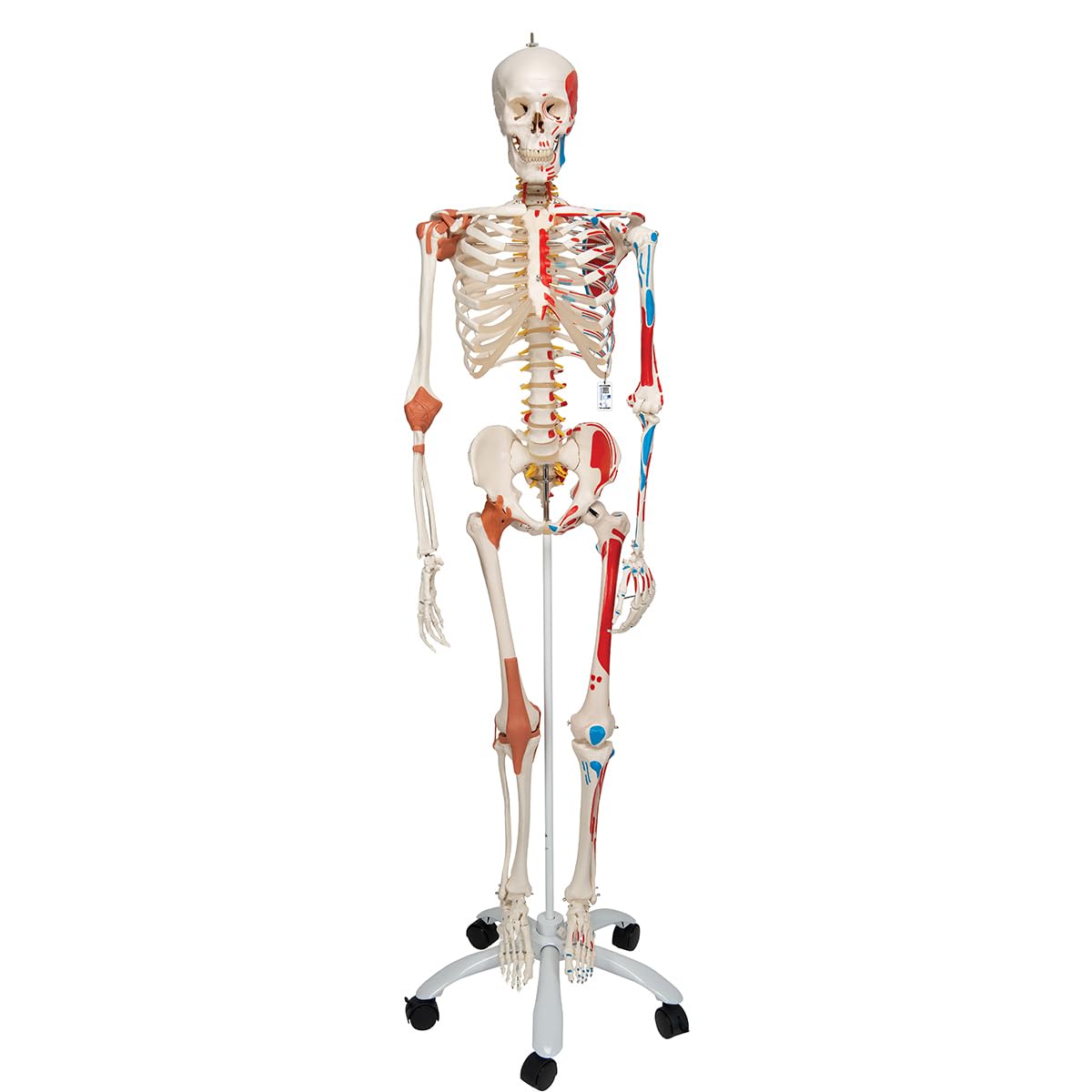 3B Scientific Human Anatomy Skeleton Sam - با نمای عضلانی، دیسک لغزنده، ستون فقرات انعطاف پذیر و رباط های مفصلی شامل نرم افزار رایگان آناتومی - A13 در اندازه واقعی - 3B Smart Anatomy