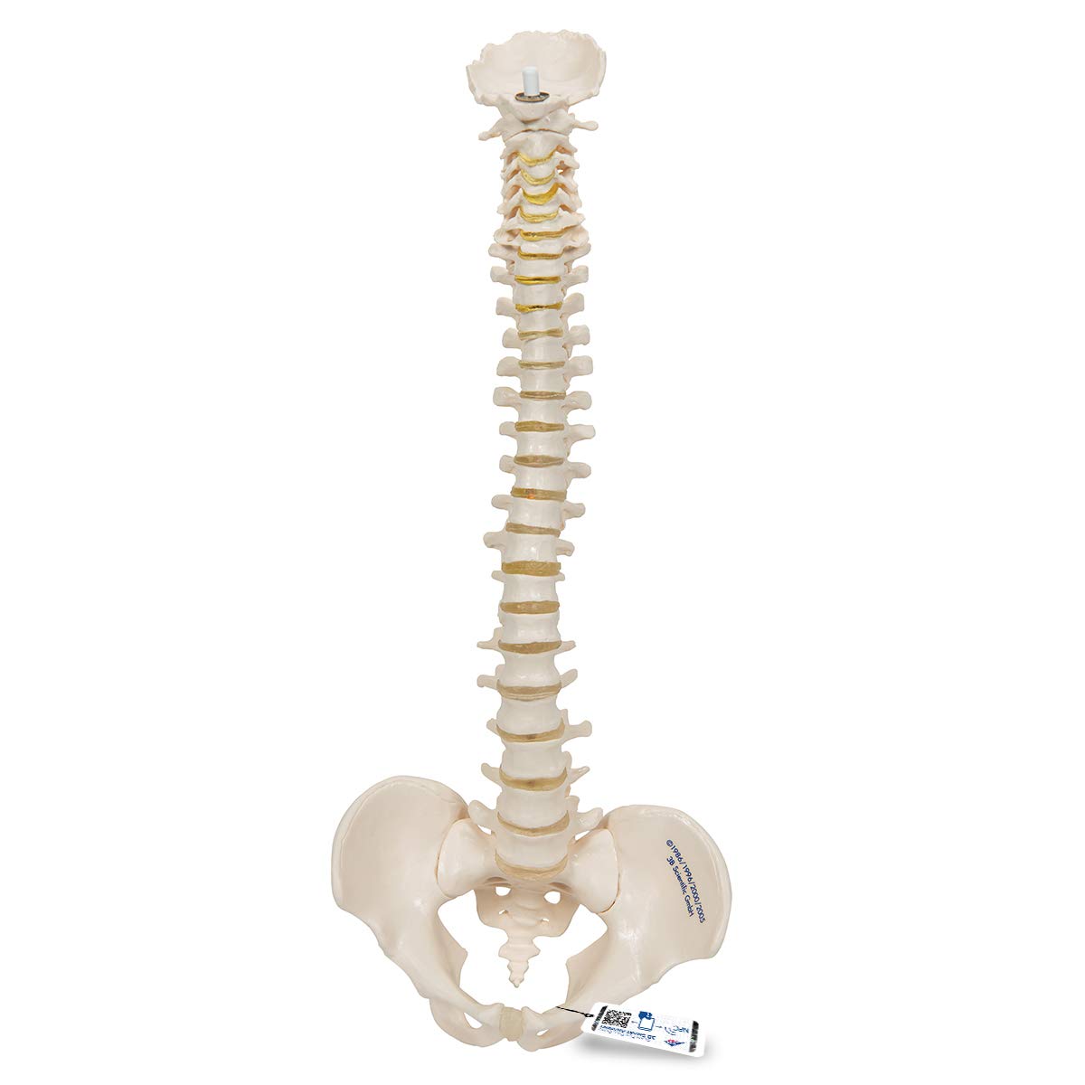 3B Scientific Human Anatomy - Mini Spinal Model, Elastic + Free Anatomy App - 3B Smart Anatomy