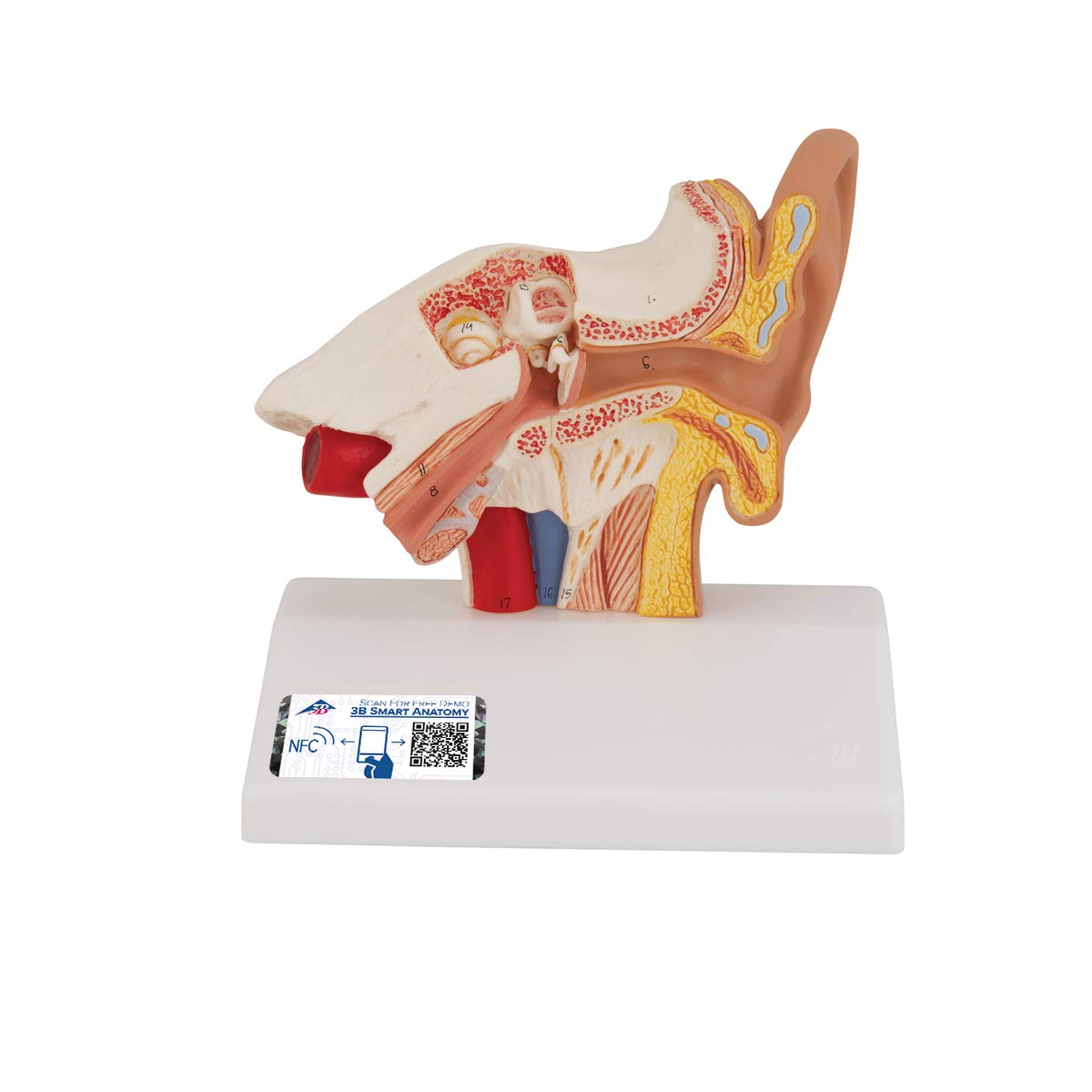 مدل گوش 3B Scientific 3B Smart Anatomy E12، اندازه میز، بزرگنمایی 1.5 برابر + برنامه رایگان آناتومی - 3B Smart Anatomy