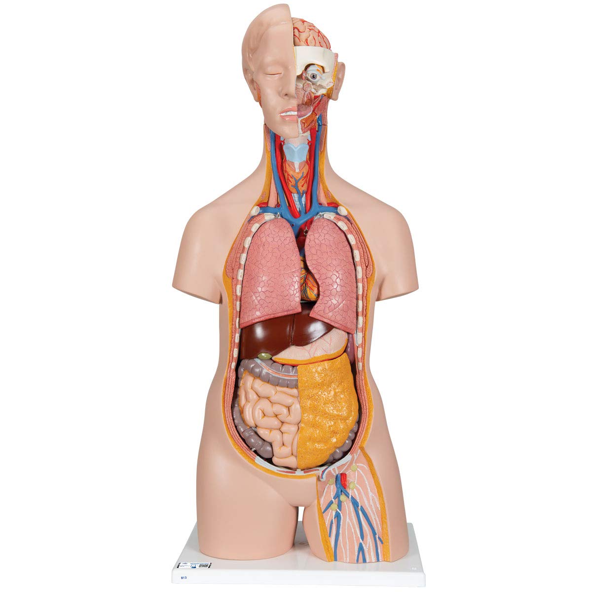 آناتومی انسانی علمی 3B - نیم تنه کلاسیک بدون جنسیت، 14 قطعه + برنامه رایگان آناتومی - 3B Smart Anatomy B13