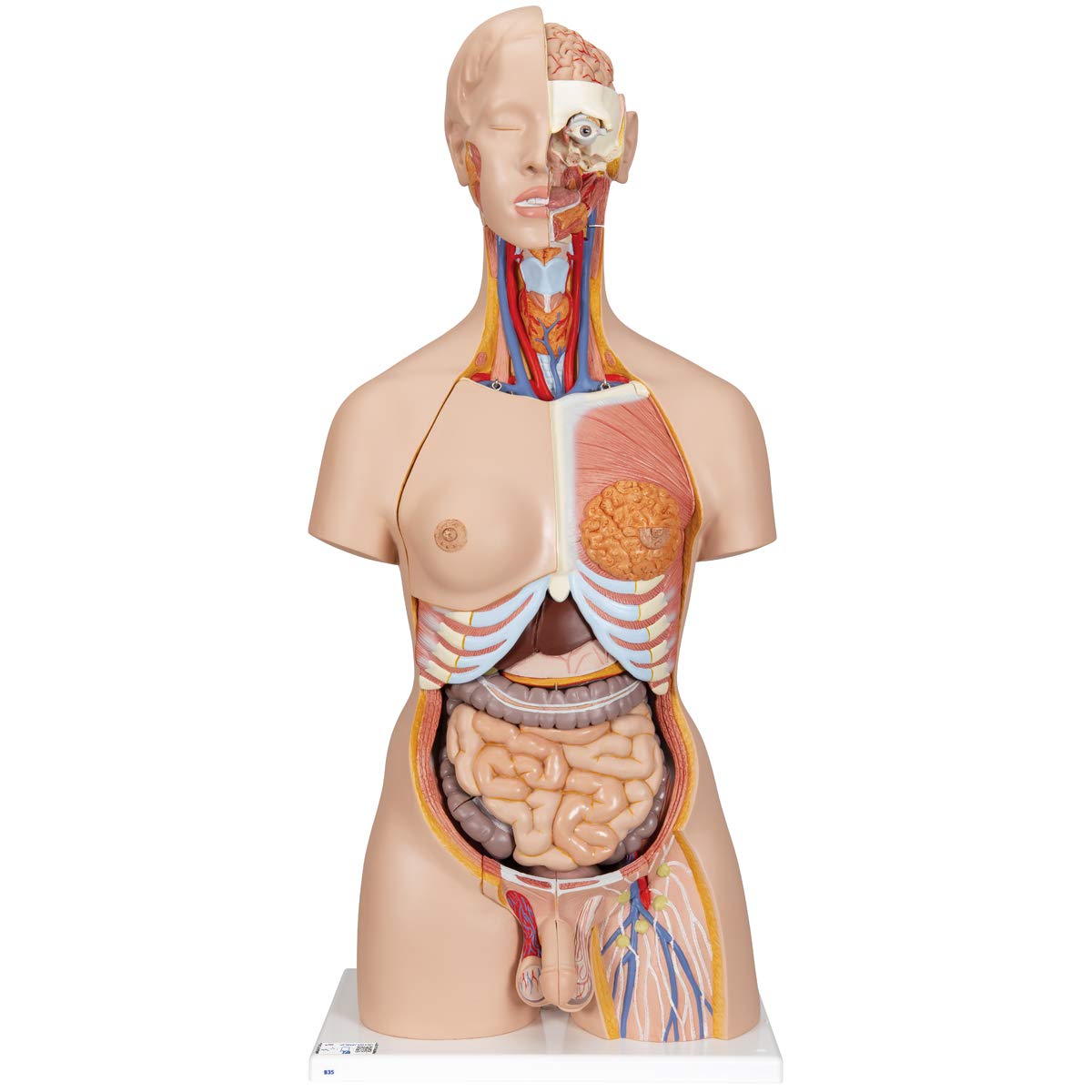 3B علمی دلوکس دوجنس پشت باز دولوکس نیم تنه مدل 28 تکه + اپلیکیشن رایگان آناتومی - 3B Smart Anatomy