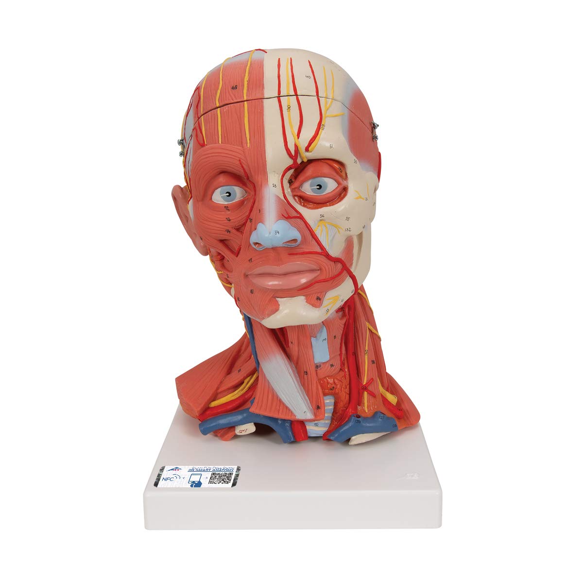 ماهیچه های سر و گردن 3B Scientific C05، 5 قسمت + برنامه رایگان آناتومی - 3B Smart Anatomy
