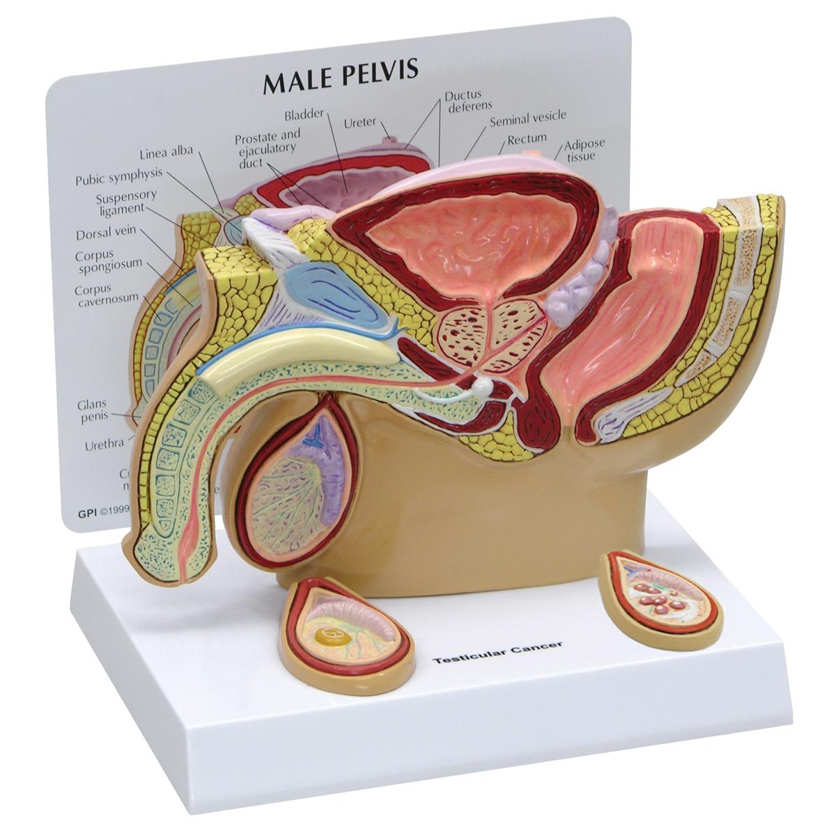 مدل تشریحی لگن مردانه با بیضه‌ها GPI Anatomicals 3570