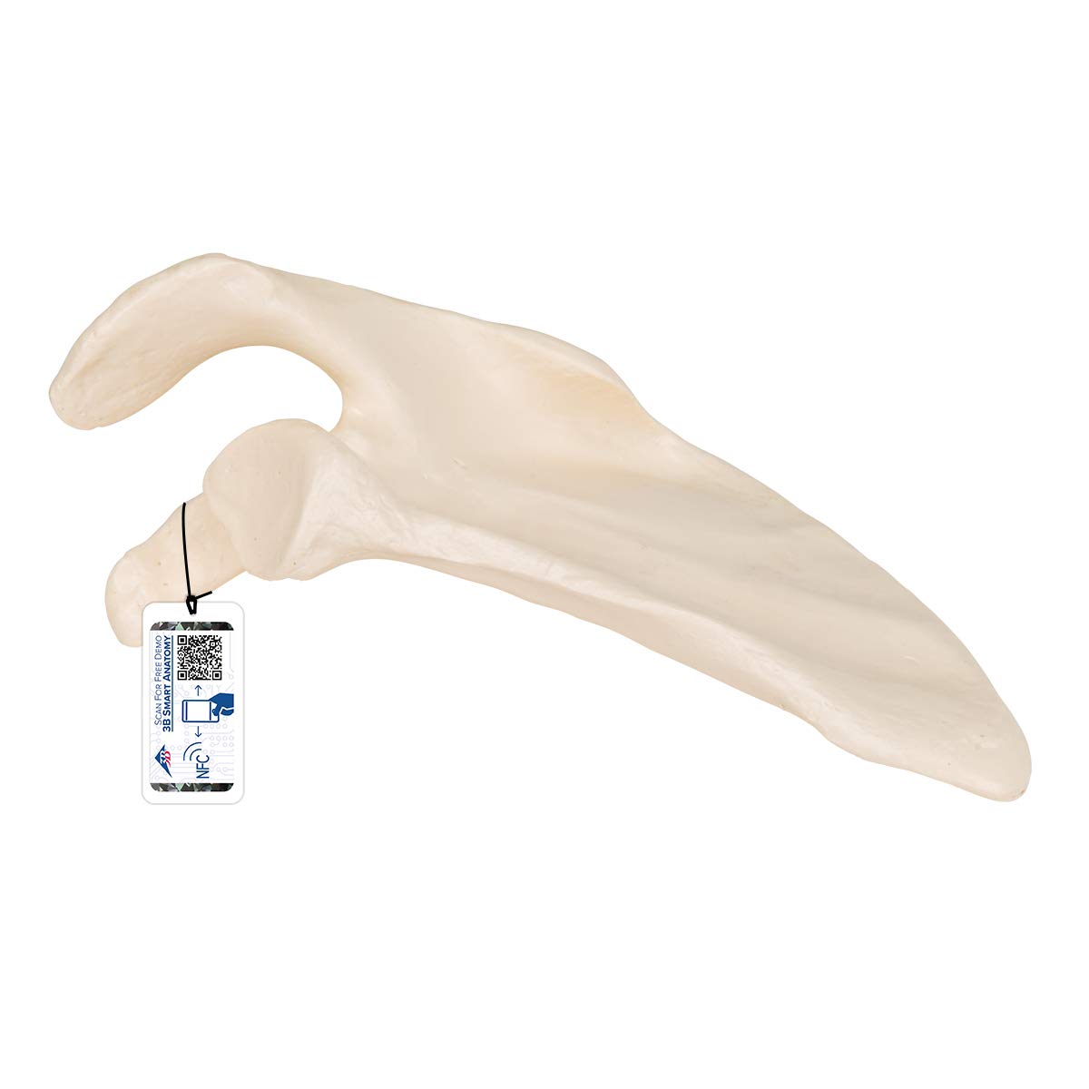 3B Scientific Human Anatomy - Scapula + برنامه رایگان آناتومی - 3B Smart Anatomy