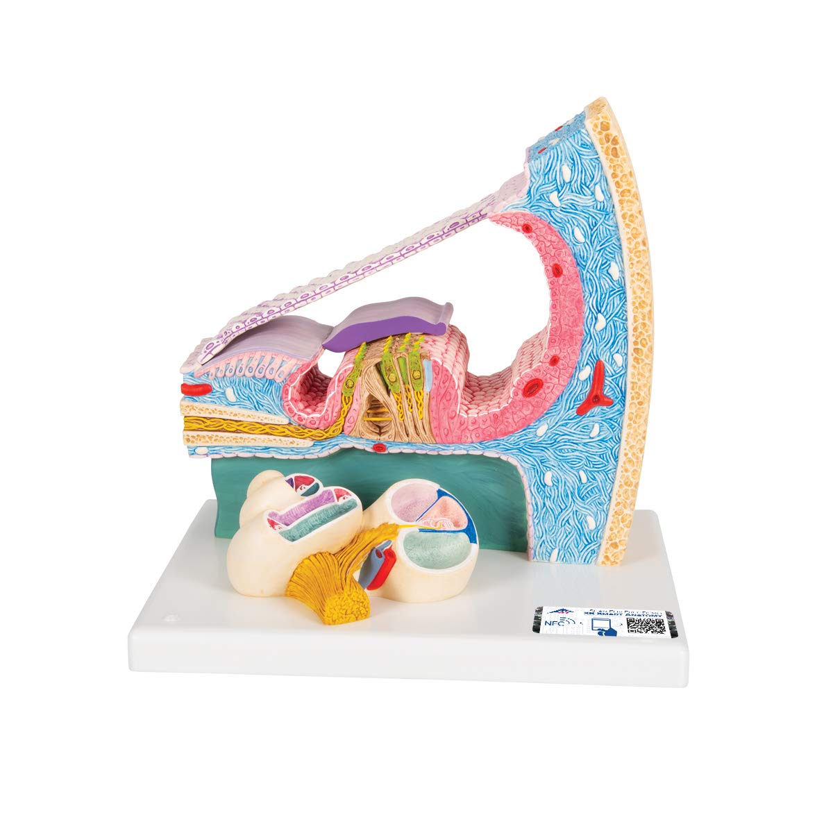 3B Scientific Human Anatomy - Organ of Corti Inner Ear Model + برنامه رایگان آناتومی - 3B Smart Anatomy, E14