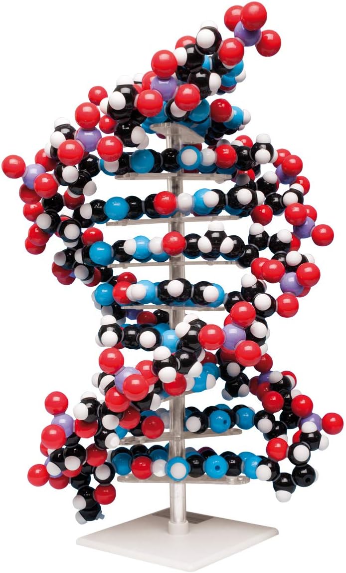 مدل تشریحی بزرگ DNA Molymod، مدل تشریحی آموزشی مولکول DNA
